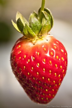 Fraise strawberry farm Cameron Highlands Malaisie