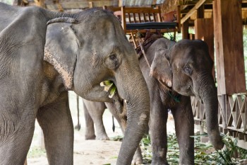 Elephant Village Laos