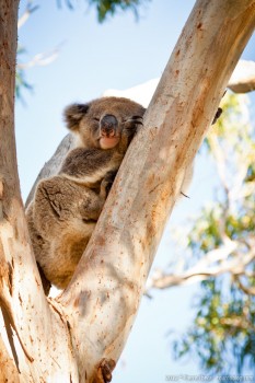 Koala, Great Otway National Park