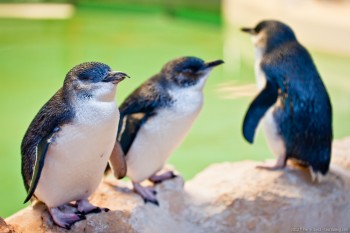 Manchots pygmées, Penguin Island